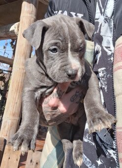 Americky Stafford - 2