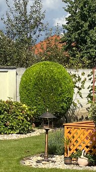 Pílenie stromov - 2