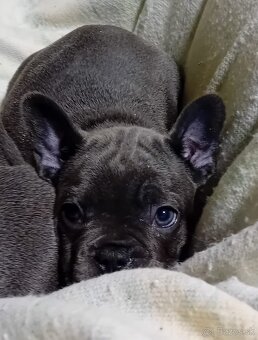 Fr.buldocek modre - 2