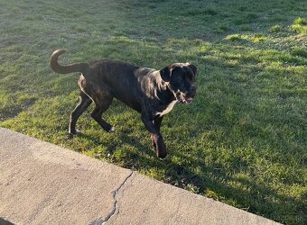 Cane Corso - 2