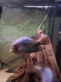 americké cichlidy - 2