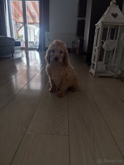 Pudl stredný pudlik - 2