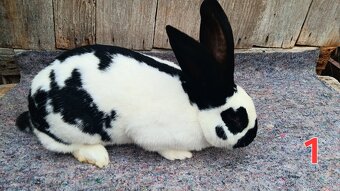 N.O. Strakoš, Kalifornsky - 2