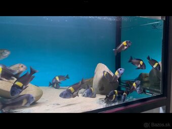 Tropheus Duboisi MASWA - 2