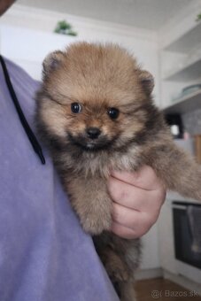 Pomeranian  šteniatko - 2