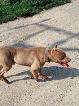 Darujem psíka, pitbull red nose - 2