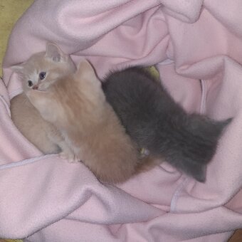 Britské mačiatka - 2