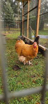 Orpington kohúty - 2