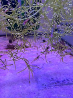 Neocaridina krevetky - 2