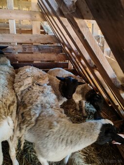 Barančeky dorper - 2