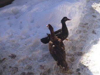 Kačky a kohúty - 2