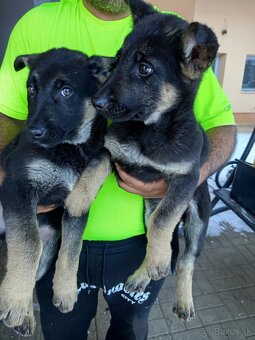 nemecke ovčaky fenky - 2