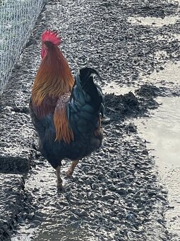 Predám mladé kohuty - eladó kakasok - 2