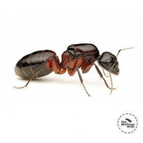 Camponotus ligniperda - 2