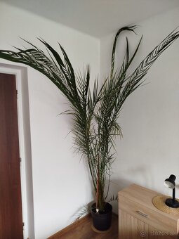 Palma, výška 260 cm - 2