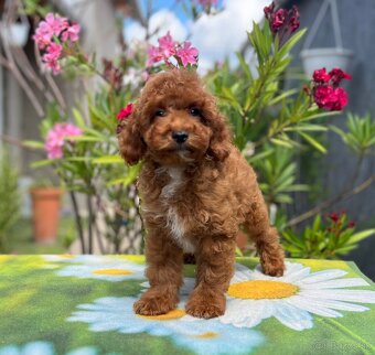 Maltipoo kiskutyák - 2