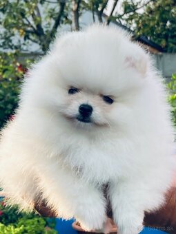 Pomeranian s PP - 2