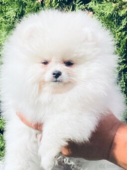 Pomeranian s PP - 2