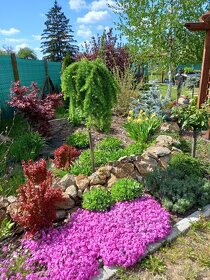 Realizácie záhrad,rez ovocných stromov a drevín - 2