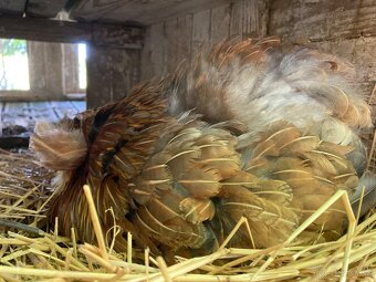 Predam domace vajicka- momentalne nemame - 2