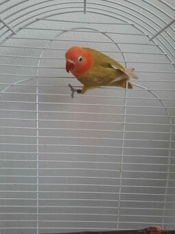 Agapornis fischer - 2