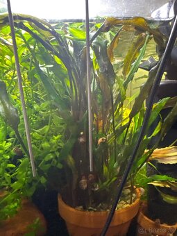 🪴 Predám akvarijné rastliny 🪴 - 2