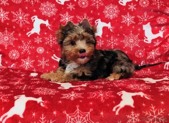 Yorkshire terrier - 2