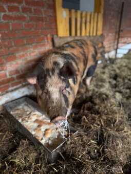 Prasiatko na predaj - 2