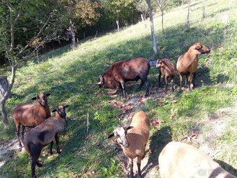 Kamerunska ovca, kamerunske ovce - 2