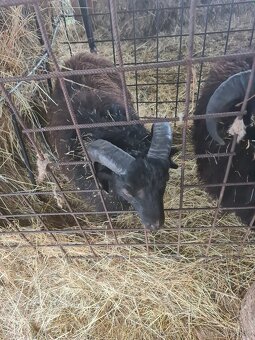 Quessantske Barany - 2