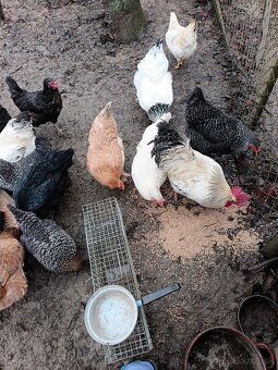 Predám kohútov - 2