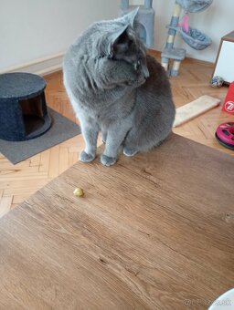 Darujem polobritsku mačku - 2