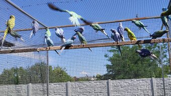 Alexandre malé 03/2025 - 2