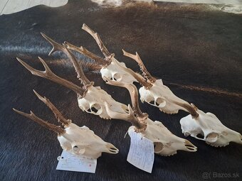 Srnčie trofeje, parozie ,parohy - 2