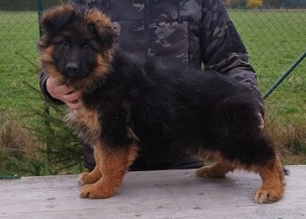 Nemecký ovčiak - 2