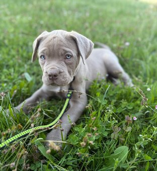 Bandog - 2