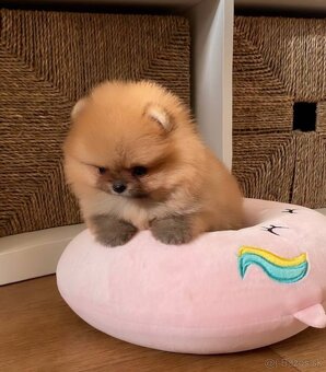 Pomeranian mini - 2