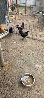 Ayam cemani - 2