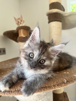 Maine coon / mainska myvalia s PP - 2