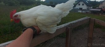 Predám kohúty leghorn - 2