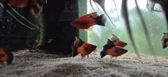 Xiphophorus hellerii 'Wagtail' - 2