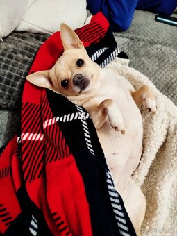 Hľadá sa fešáčik pre čivavku 🐶❤️ - 2