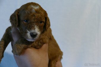 Mini goldendoodle - 2