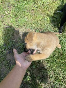 Šteniatka Akita inú - 2