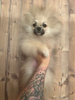 Pomeranian s PP FCI – kluci hledají nové domovy - 2