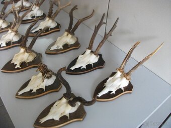 Predám 14ks srnčie trofeje-dovoz Rakúsko. - 2