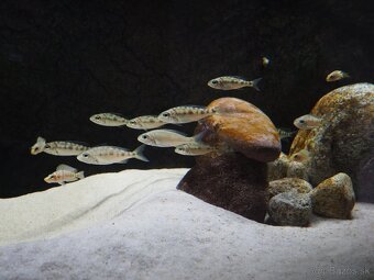 Akvárium 150x50x50 - 2