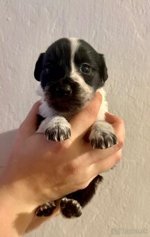 Border kólia šteniatko - 2