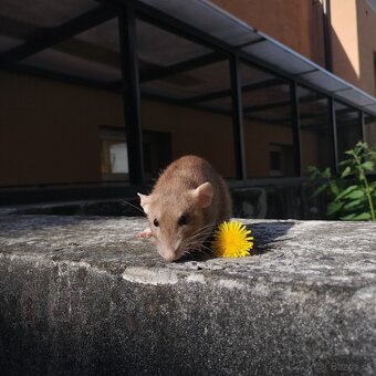 Potkaniky dumbo a štandart - 2