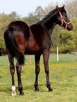 appaloosa žrebček - 2